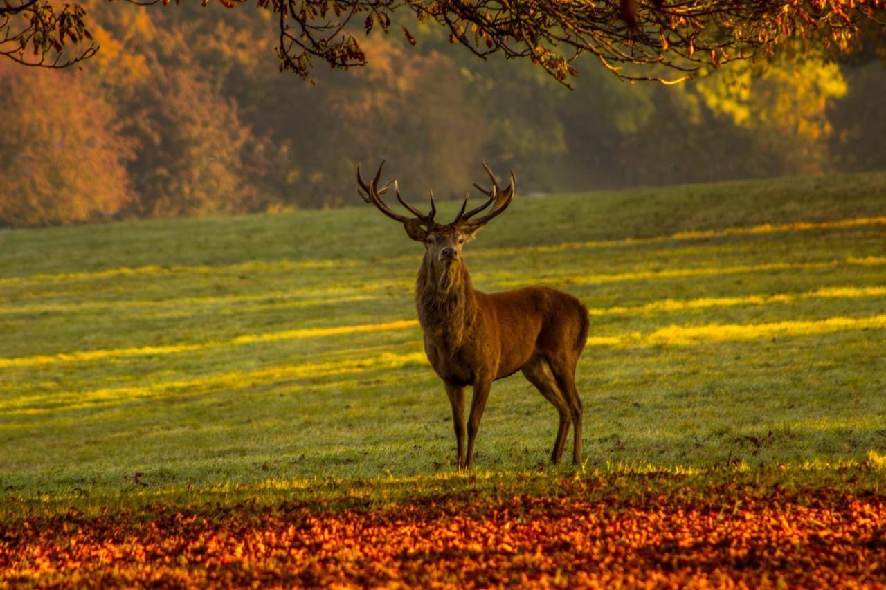 Вілла Les 12 Bois Du Cerf Tailles Екстер'єр фото