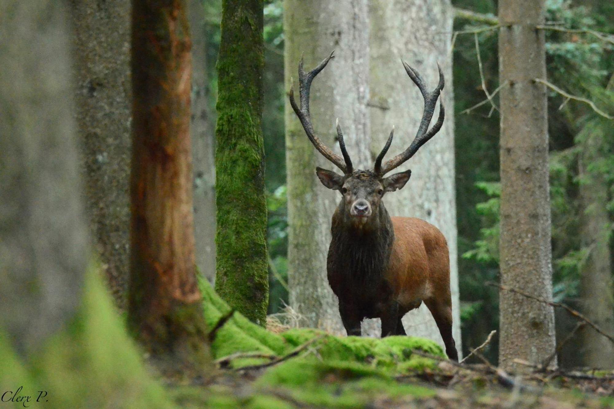 Вілла Les 12 Bois Du Cerf Tailles Екстер'єр фото